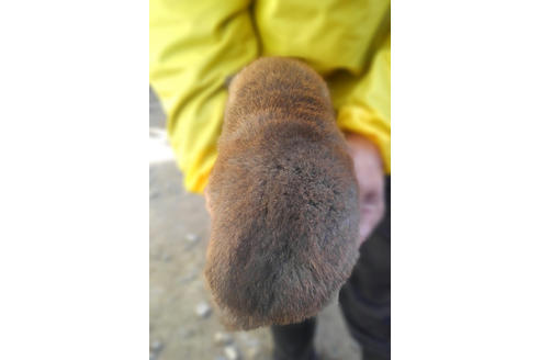 成約済の山梨県の柴犬-41306の1枚目